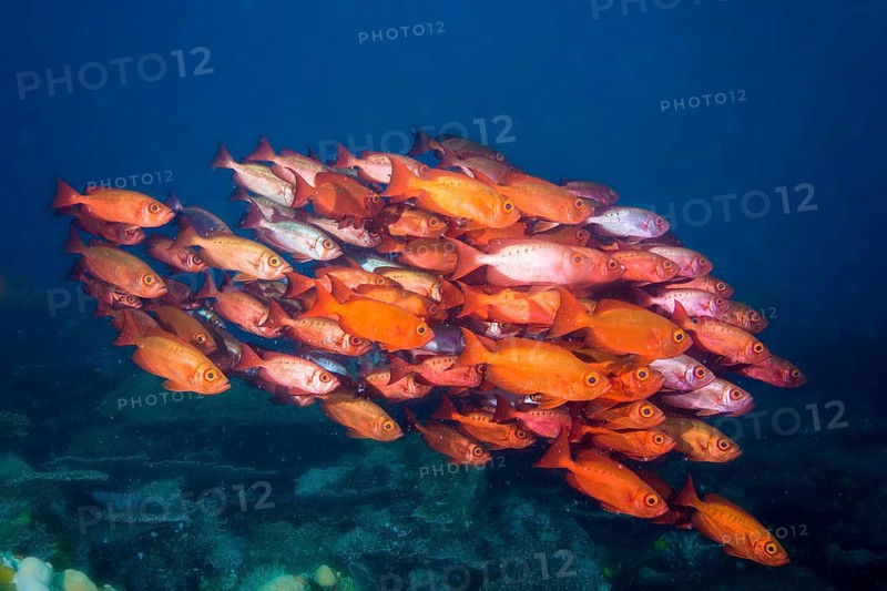 Bigeyes (Priacanthus hamrur)