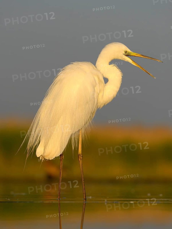 Great Egret (Ardea alba)