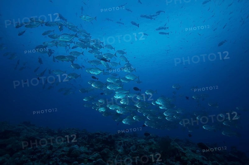 School of Bigeye Trevallies (Caranx sexfasciatus)