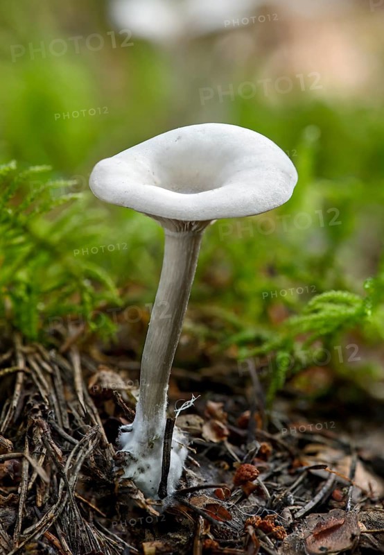 Frosty Funnel (Clitocybe phyllophila)