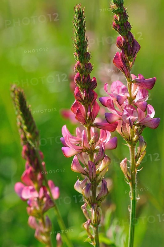 Sainfoin (Onobrychis)