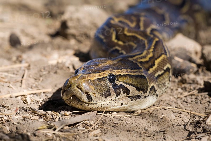 African Rock Python (Python sebae) on ground