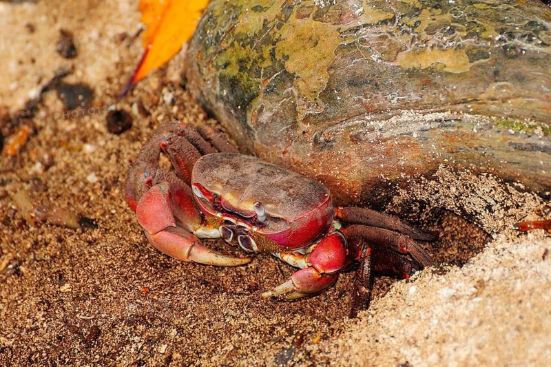 Spider Crab (Neosarmatium meinerti)