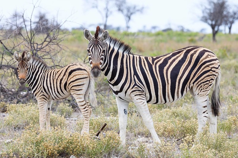 Plains Zebra (Equus quagga)