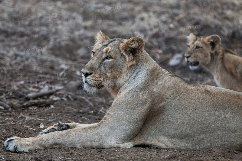 Asiatic lion (Panthera leo persica)