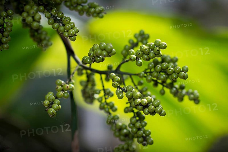 Green Pepper (Piper nigrum) on the shrub