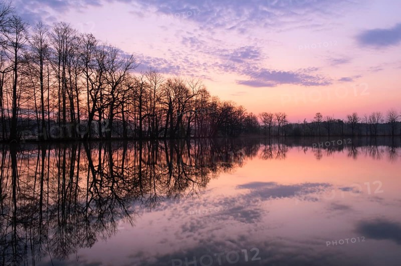 Trees reflected in the water