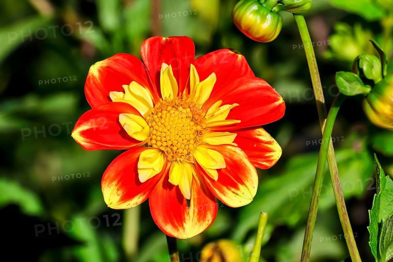 Dahlie Pooh (Asteraceae)