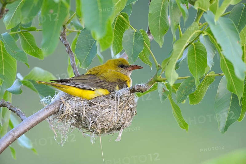 Golden Oriole (Oriolus oriolus)
