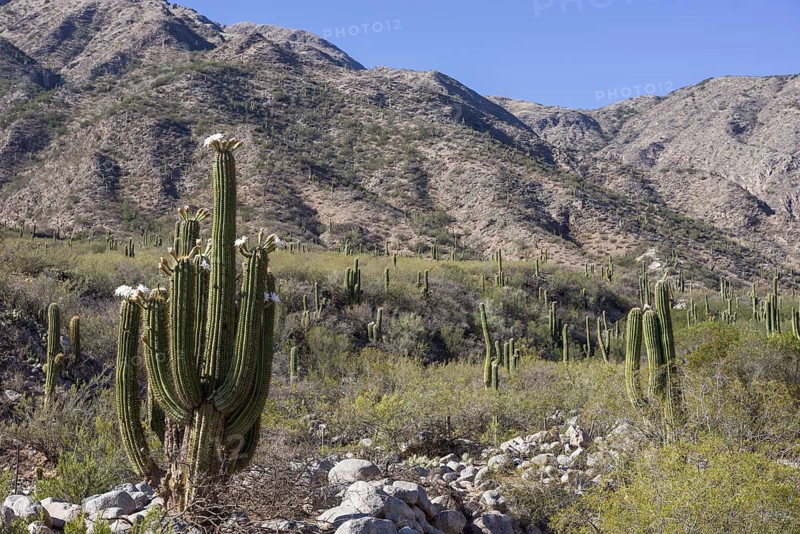 Blooming Echinopsis chiloensis cacti
