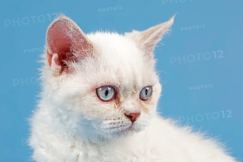 Breed Selkirk Rex Kitten