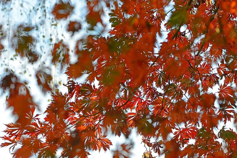 Autumn leaves of the Downy Japanese Maple (Acer japonicum 'Aconitifolium')