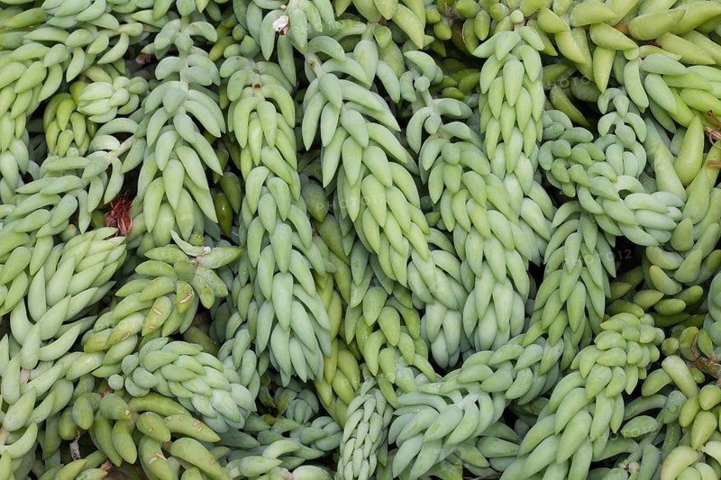 Burro's Tail or Donkey Tail (Sedum morganianum)