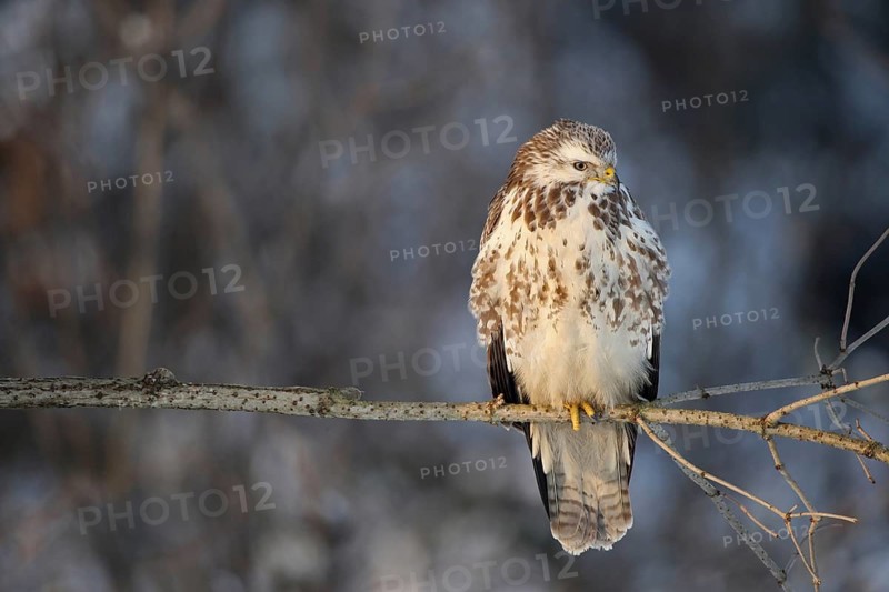 Buzzard (Buteo buteo)