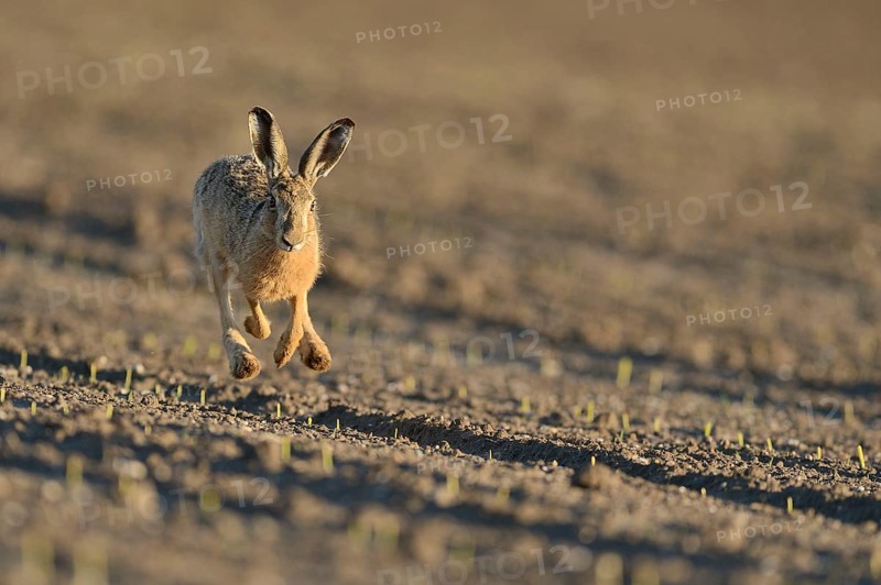 Running hare (Lepus europaeus) in a field