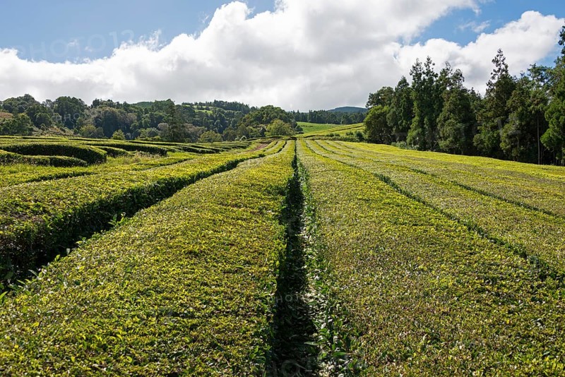 Tea plantation