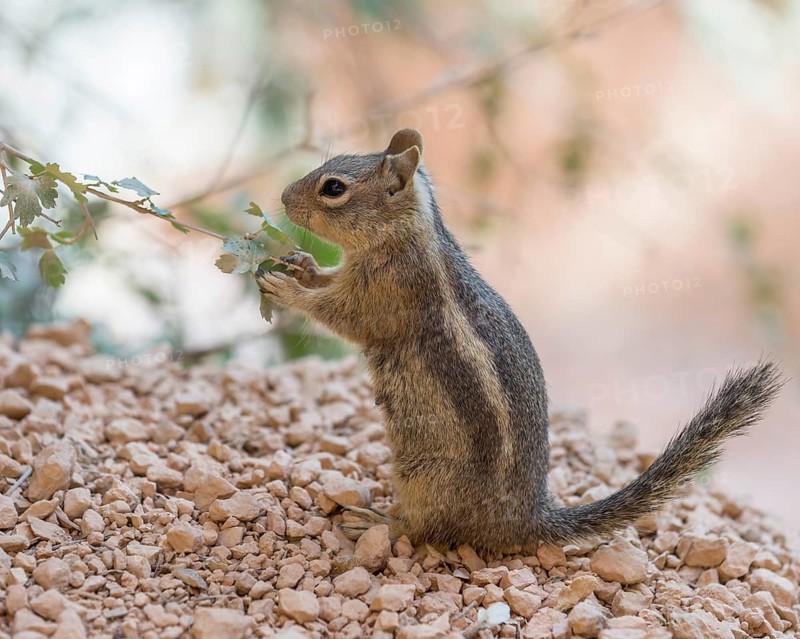 Harris' Antelope Squirrel (Ammospermophilus harrisii)