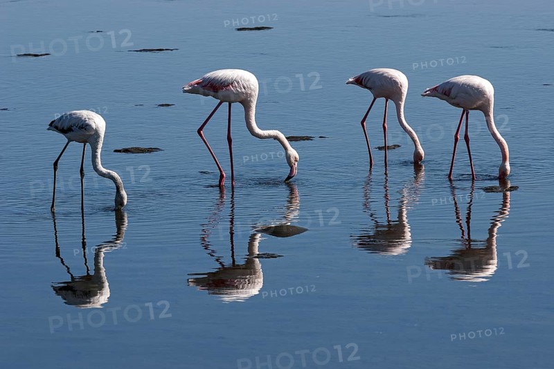 Greater Flamingos (Phoenicopterus roseus)