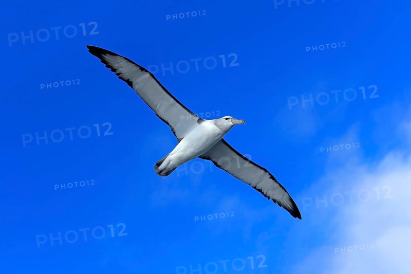 Shy albatross (Thalassarche cauta)