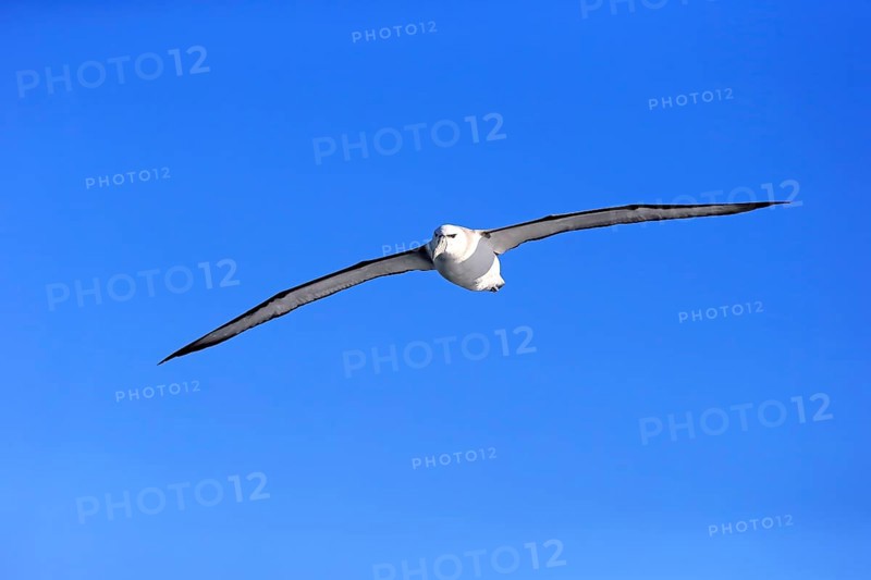 Shy albatross (Thalassarche cauta)