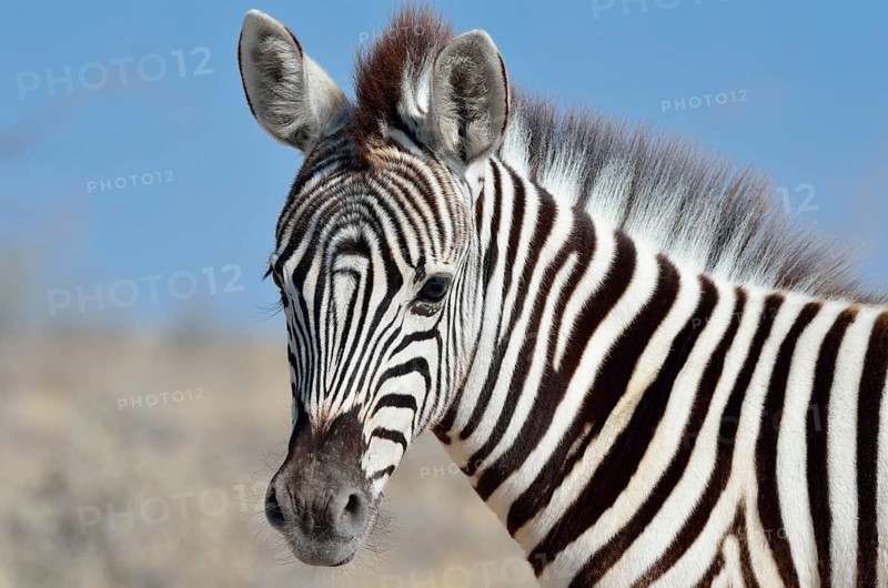Burchell's zebra (Equus burchelli)