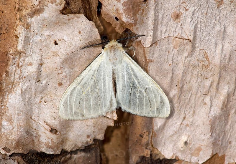 Horned Satin moth (Marblepsis melanocraspis)