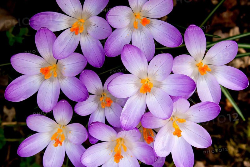 Crocuses (Crocus vernus)