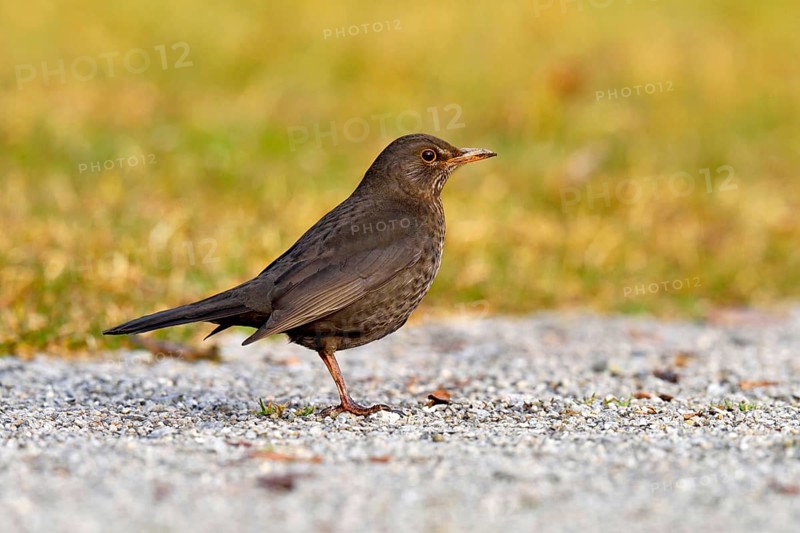 Blackbird (Turdus merula) foraging