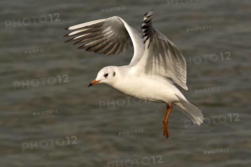 Black-headed Gull (Larus ridibundus)