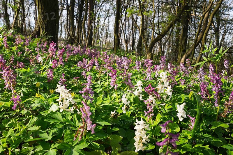 Hollowroot (Corydalis cava)