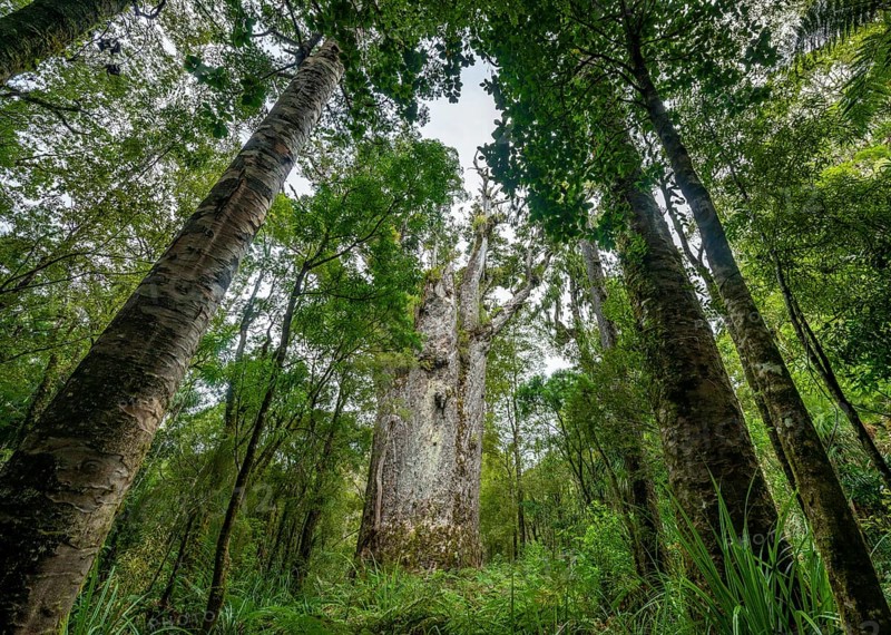 Te Matua Ngahere