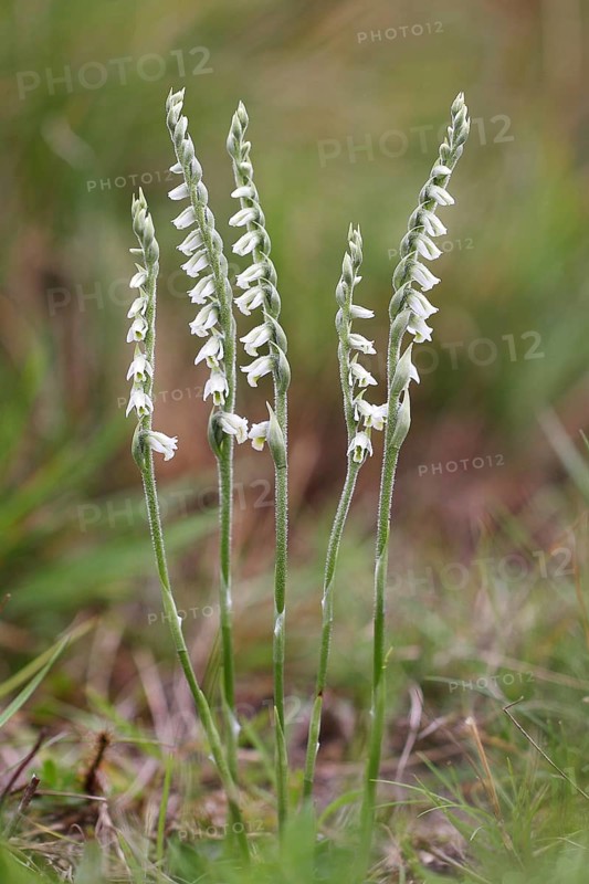 Autumn Lady's Tresses (Spiranthes spiralis)