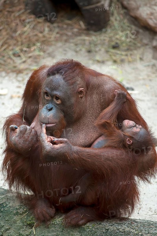Orangutan (Pongo pygmaeus)