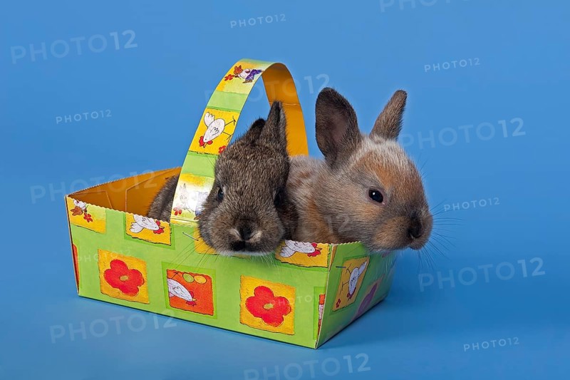 Two pet rabbits in an Easter basket