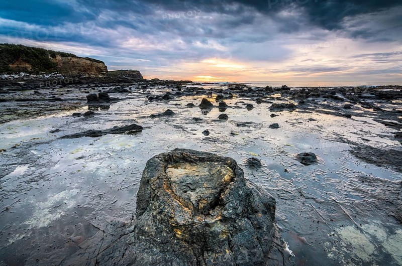 Petrified tree trunks