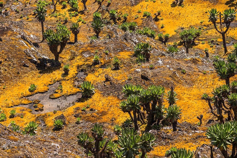 Valley with Afro-alpine vegetation