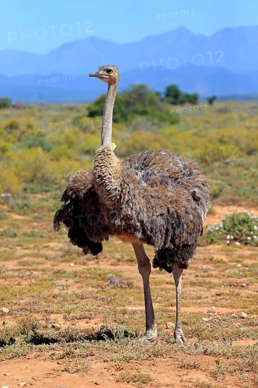 Southern Ostrich (Struthio camelus australis)