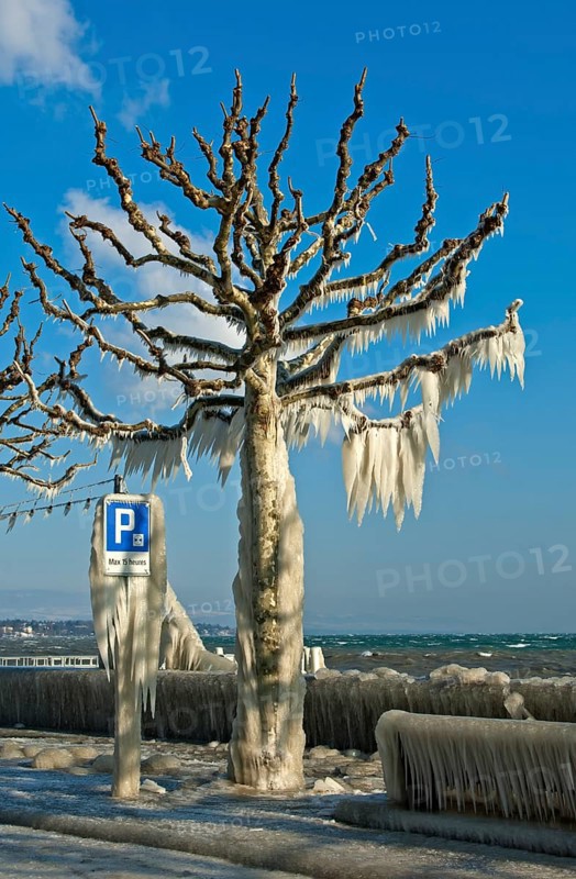 Tree coated with a thick layer of ice on promenade on Lake Geneva