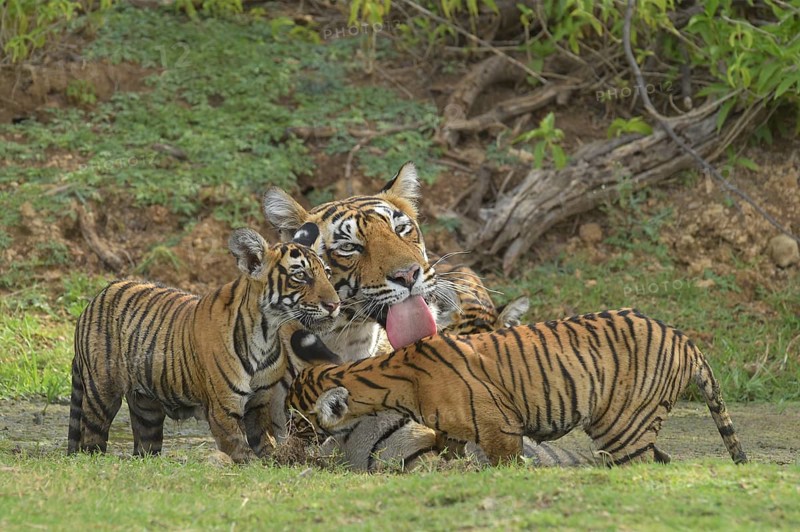Bengal Tigers (Panthera tigris tigris)