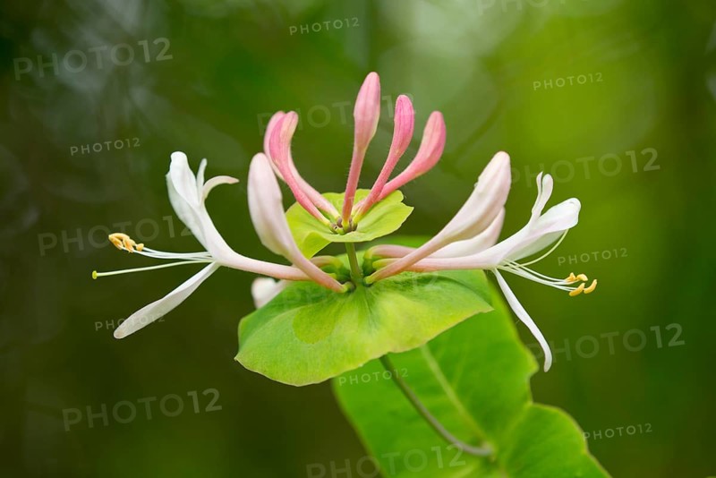 Perfoliate Honeysuckle or Italian Honeysuckle (Lonicera caprifolium)