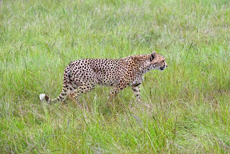 Cheetah (Acinonyx jubatus)