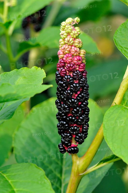 Pokeweed (Phytolacca acinosa)