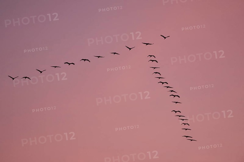 Cranes (Grus grus) in flight