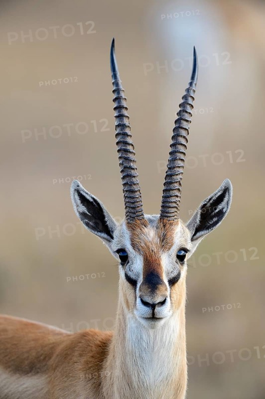 Thomson's gazelle (Eudorcas thomsoni)