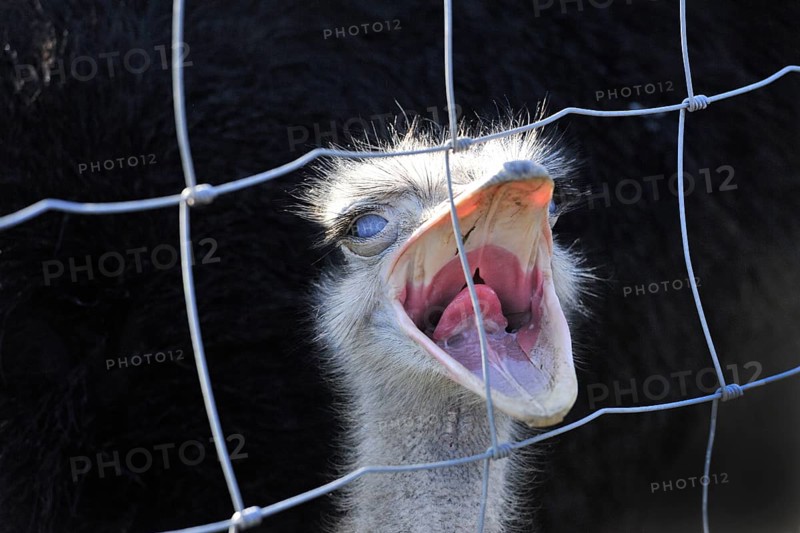 Ostrich or Common Ostrich (Struthio camelus)