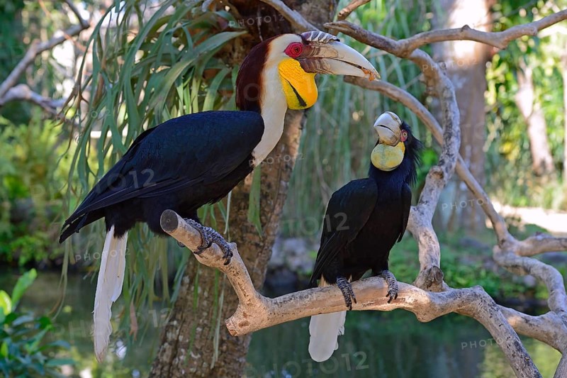 Wreathed hornbill (Aceros undulatus)