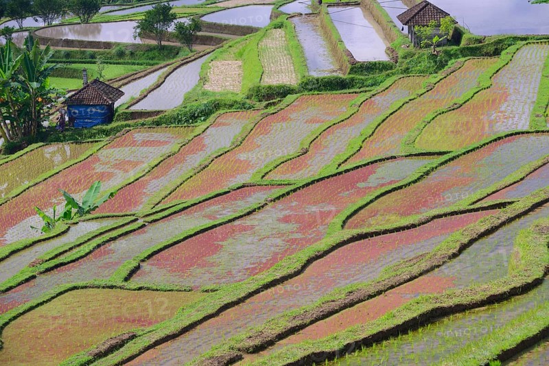 The famous rice terraces of Jatiluwih