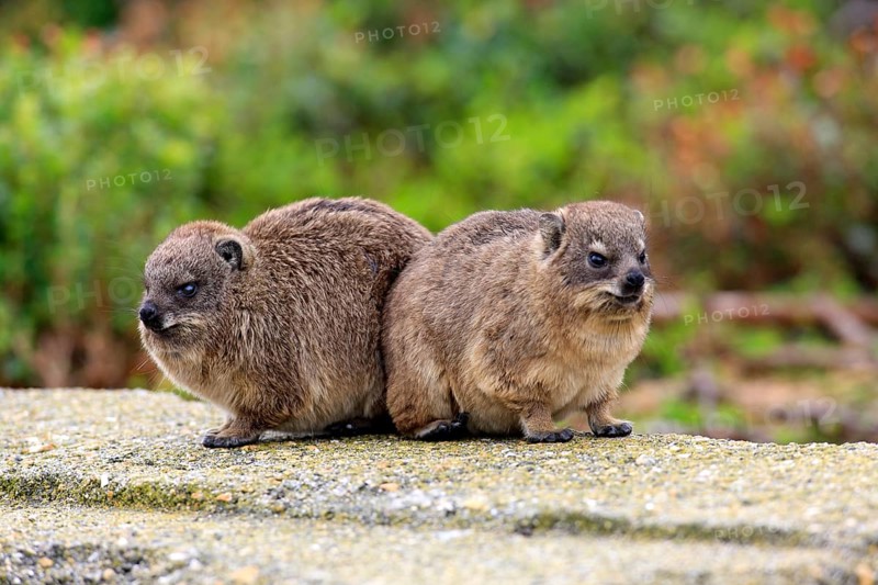 Rock Hyraxes (Procavia capensis)