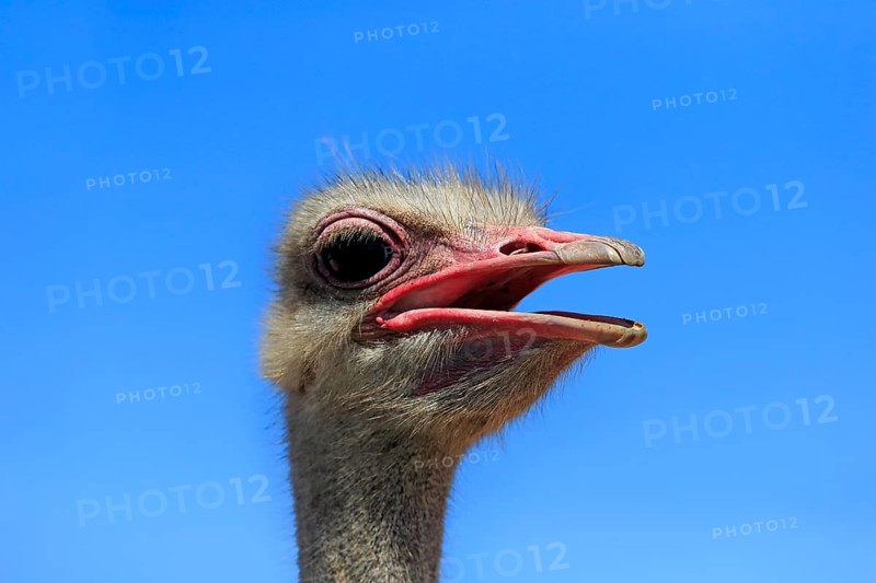 Southern Ostrich (Struthio camelus australis)