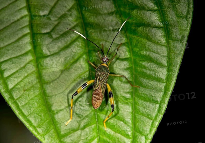 Leaffooted Bug